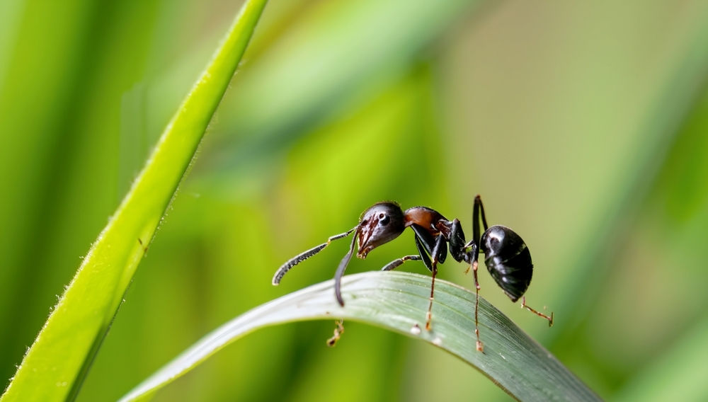 mrówka kwas mrówkowy